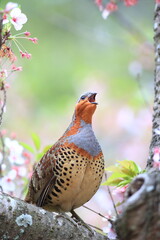 Chinese bamboo partridge (Bambusicola thoracicus thoracicus) male in Japan