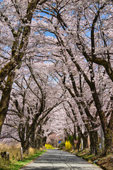 Fototapeta premium 眞原桜並木の満開の桜トンネル