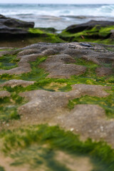 Naklejka na ściany i meble green moss covered rocks at the beach
