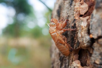 Closeup Cicada molted on the tree on forest	