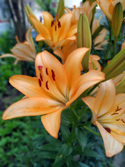Fototapeta premium a wonderful green natural flower