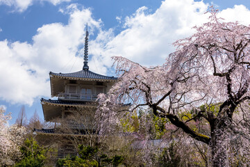 Obraz premium 浄泉寺のしだれの桜