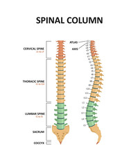 Bones of the vertebral column. All parts and anatomy of the human spine.