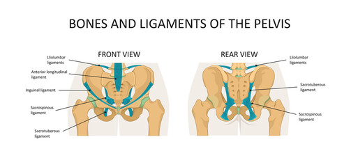 Bones and ligaments of the pelvis - obrazy, fototapety, plakaty