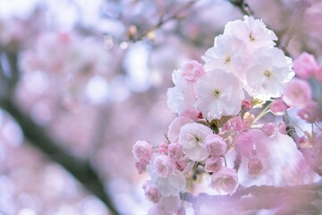 満開の桜（フゲンゾウ）