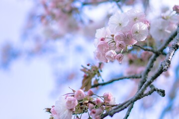 満開の桜（フゲンゾウ）