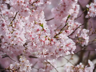 blossom