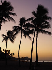 Obraz premium palm trees at sunset