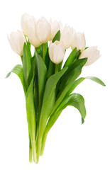 white tulips isolated on the white background