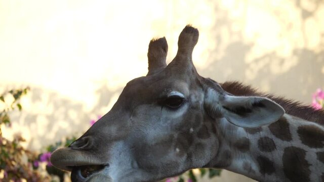 giraffe eating tree leaves