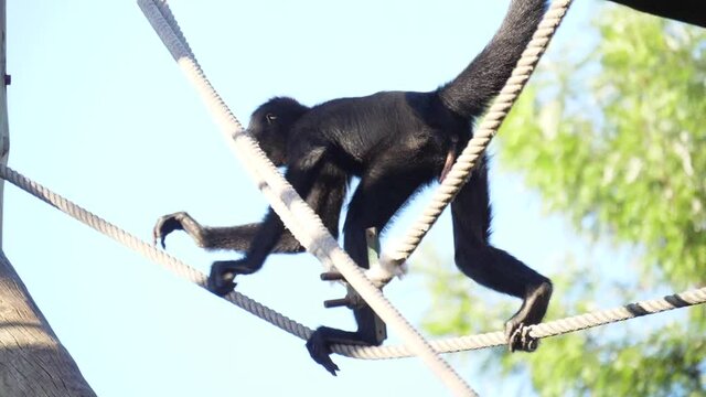 Colombian spider monkey on tree