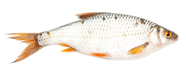 Redfin fish isolated on white background.