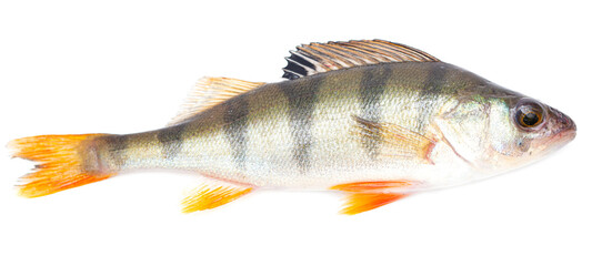 Perch fish isolated on white background.