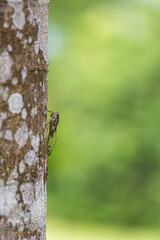 Side image of Common cicada perching on a tree trunk with green background.