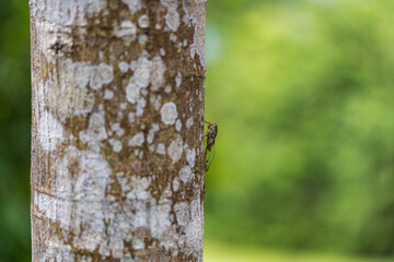 Side image of Common cicada perching on a tree trunk with green background.