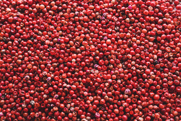 Texture of red peppercorns as background