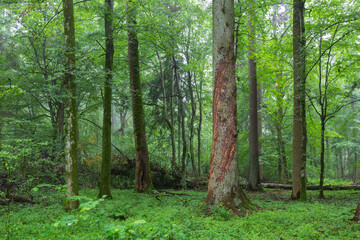Natural mixed deciduous tree stand