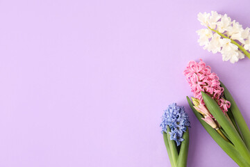 Obraz premium Colorful hyacinth flowers on purple background, springtime floral arrangement, fresh blooms for seasonal celebrations