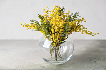 Vase with beautiful mimosa flowers on grey background