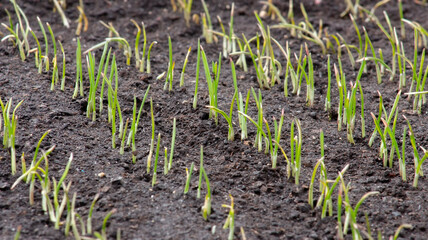 Young sprouts of wheat, growing grain crops in the field