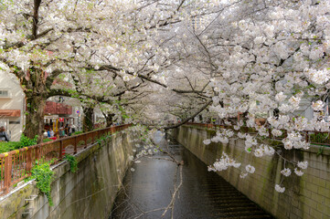 東京都目黒区中目黒の目黒川沿いの桜並木の景色