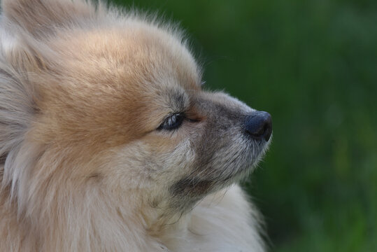 1 539 Best Chien De Race Images Stock Photos Vectors Adobe Stock