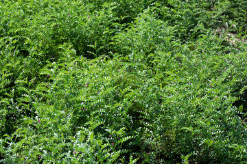 Green pods of chickpeas grow on a plant