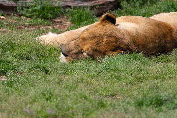 眠るライオン　雌