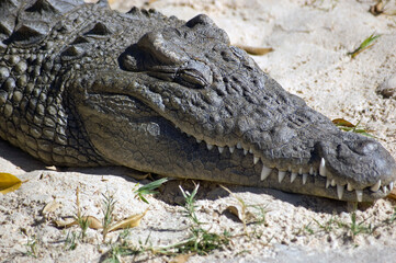 Sleeping Crocodile