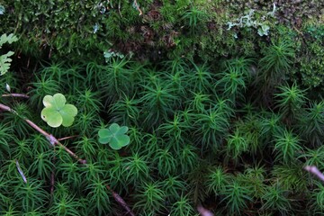 八ヶ岳登山道　八ヶ岳登山道の麓付近は、一面、緑の苔に覆われている。