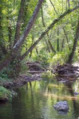 Obraz premium River Hueznar flowing in the woods of Seville. Spain