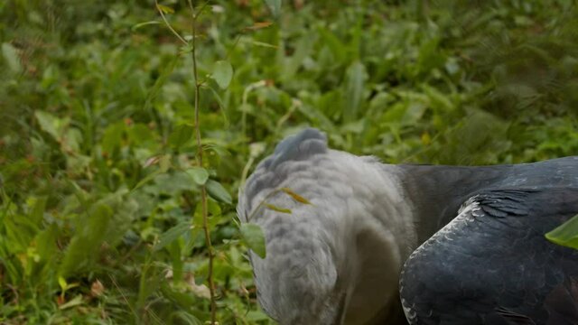 Harpia, ou gavi&atilde;o real, a maior ave de rapina das Am&eacute;ricas / Harpy, or harpy eagle, the largest bird of prey in the Americas