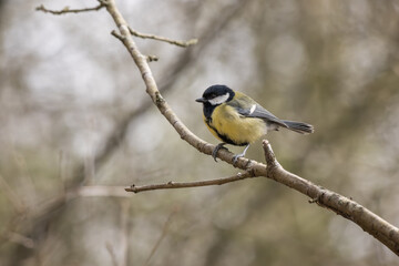 Great Tit perched on a branch