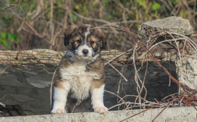 mongrel puppy in abandoned ruins