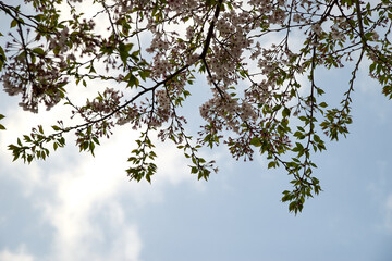 葉桜・4月・5月・桜・爽やかな