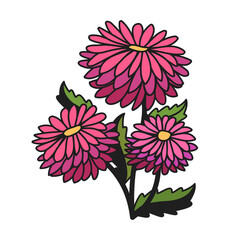 Chrysanthemum cartoon on white background. Isolated vector illustration.