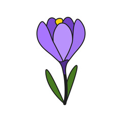Crocus in cartoon style on white background. Isolated vector illustration.
