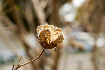 枯れ芙蓉・芙蓉・綿・アップ・マクロ