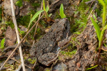 Naklejka premium Montane toadlet (Uperoleia altissima) a small species of frog endemic to Far North Queensland. Ravenshoe, Queensland, Australia