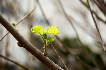 芙蓉の木・アップ・新芽