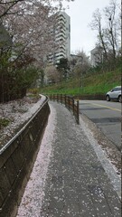 Fototapeta na wymiar road in the city with cherryblossom fell