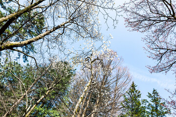 林業試験場樹木公園で開花するハクモクレン