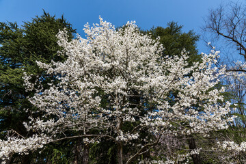林業試験場樹木公園で開花するハクモクレン