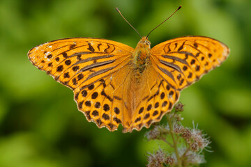 Fototapeta na wymiar Forest yellow butterfly (Latin: Argynnis paphia). The butterfly size is 35 mm. Day butterfly.