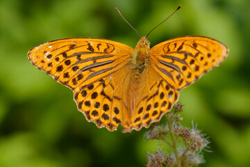 Naklejka premium Forest yellow butterfly (Latin: Argynnis paphia). The butterfly size is 35 mm. Day butterfly.