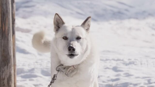 White dog on the background of winter snow. the dog barks and looks at the camera
