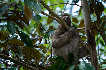 Fototapeta premium Closeup view of a beautiful Sloth in Costa Rica in its natural habitat 