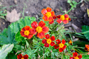 Large group of orange tagetes or African marigold flowers in a a garden in a sunny summer garden, textured floral background photographed with soft focus..