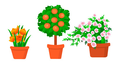 Garden plants in pots flat vector illustration set.Rose bush, tulips and citrus tree isolated botanical design elements.Yellow and pink flowers with stems and leaves on a white background.