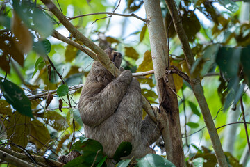 Fototapeta premium Closeup view of a beautiful Sloth in Costa Rica in its natural habitat 
